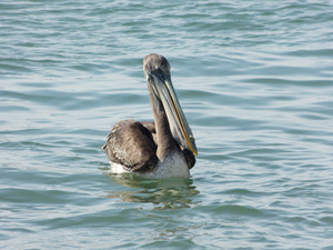 PELICAN